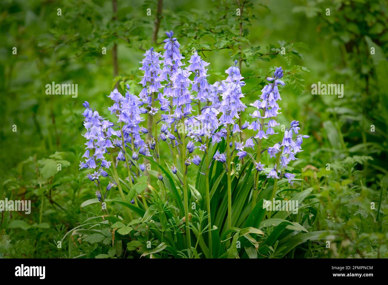 A clump of Bluebell flowers against a green foliage background Stock Photo