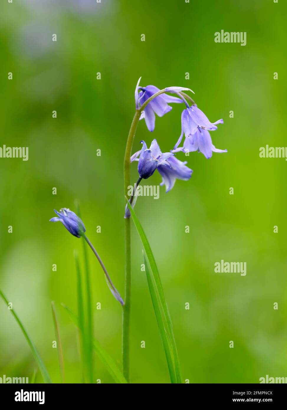 Solitary Bluebell flower (Hyacinthoides non-scripta) photographed against a blurred foliage background Stock Photo