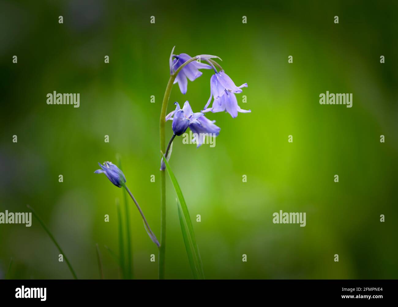 Solitary Bluebell flower against a blurred foliage background Stock Photo