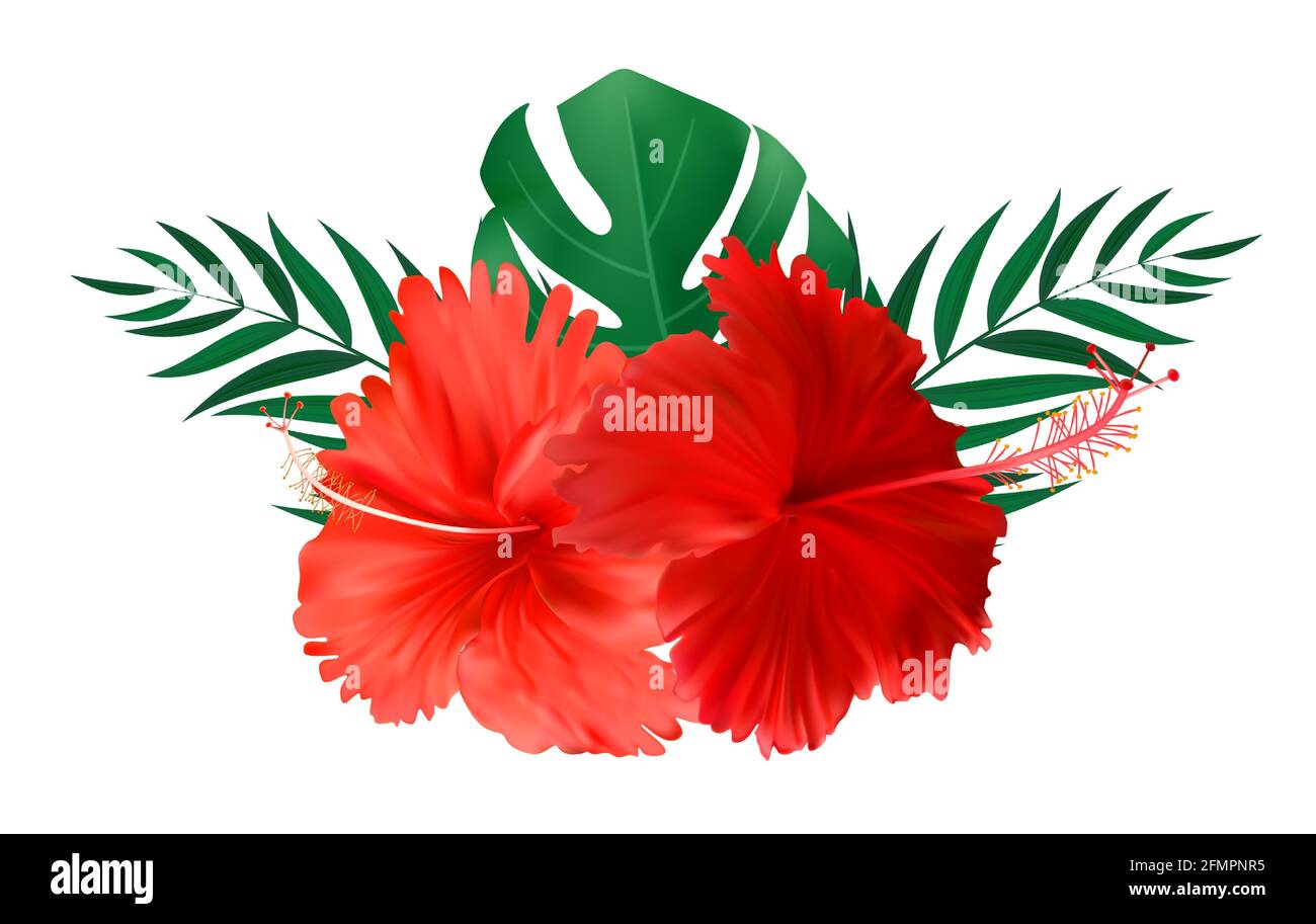 Red Hibiscus Flower With Palm Leaves Isolated On White Background Vector Illustration Stock 