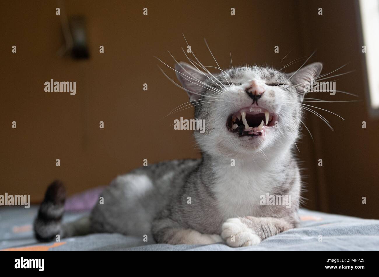 A yawning cat who looks like he's smiling with full teeth, chilling on the bed. Stock Photo