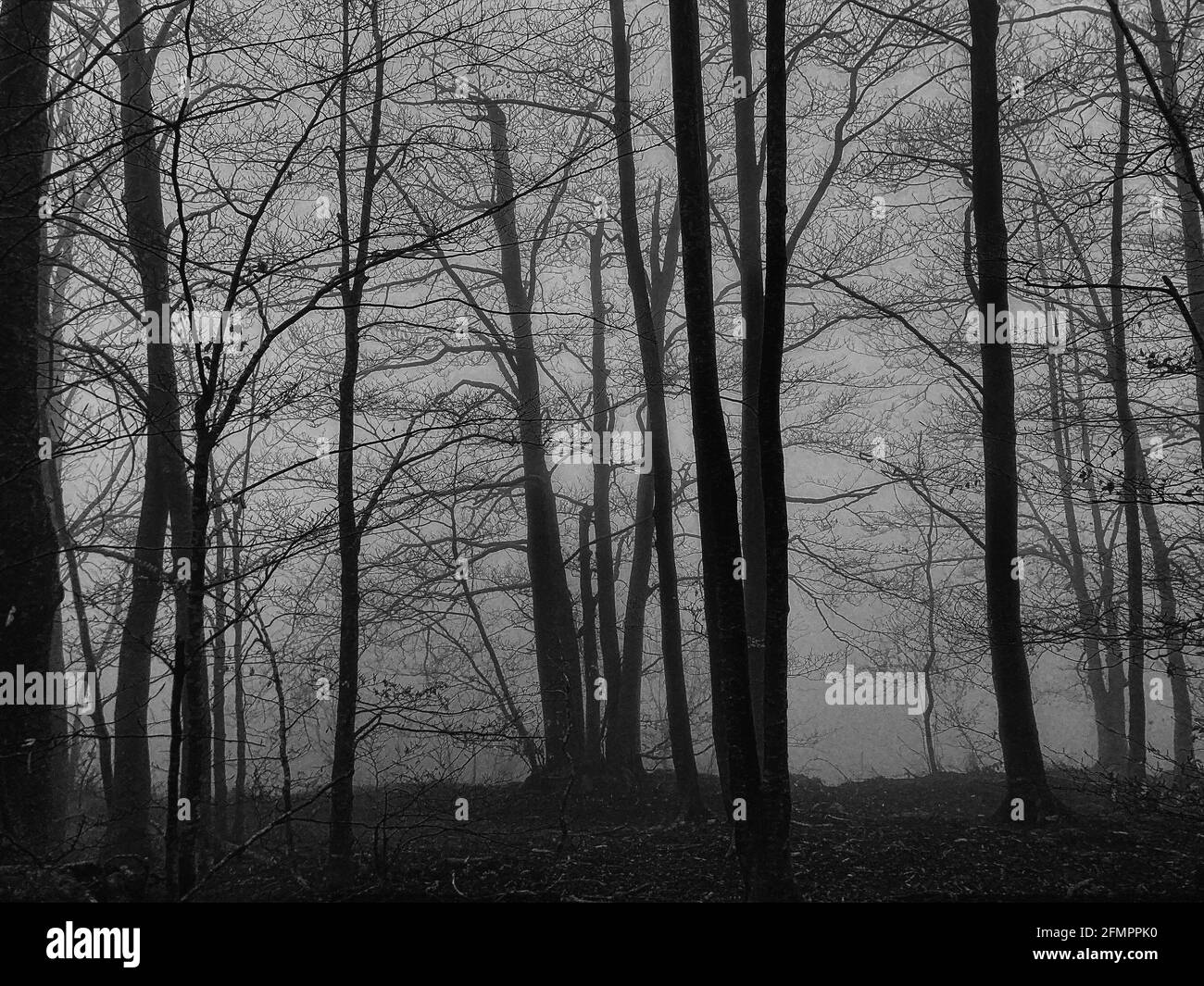 Fog comes forest Black and White Stock Photos & Images - Alamy