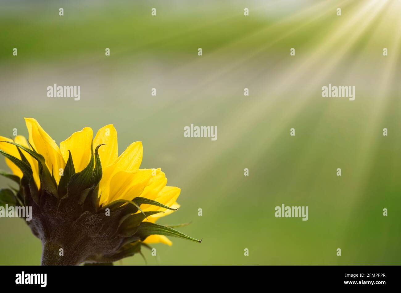 Single Sunflower facing towards sunrays Stock Photo