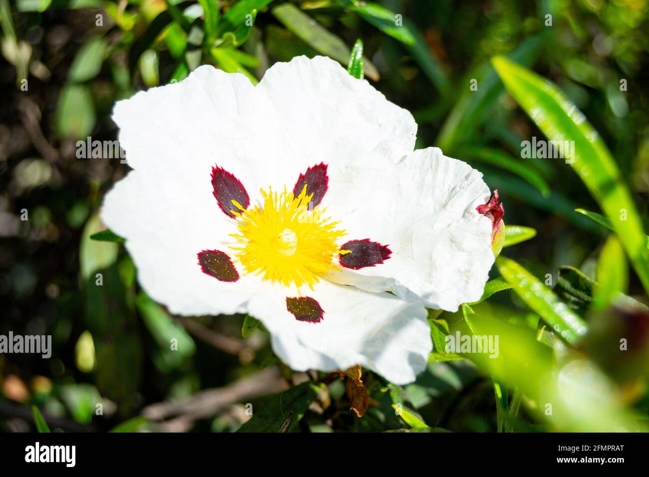 Flowers  The Sticky Rose