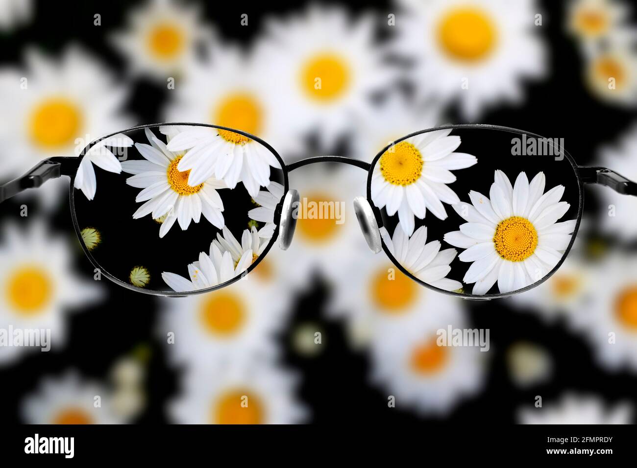 Detail of daisies daisy flowers with golden sunbeams spring summer