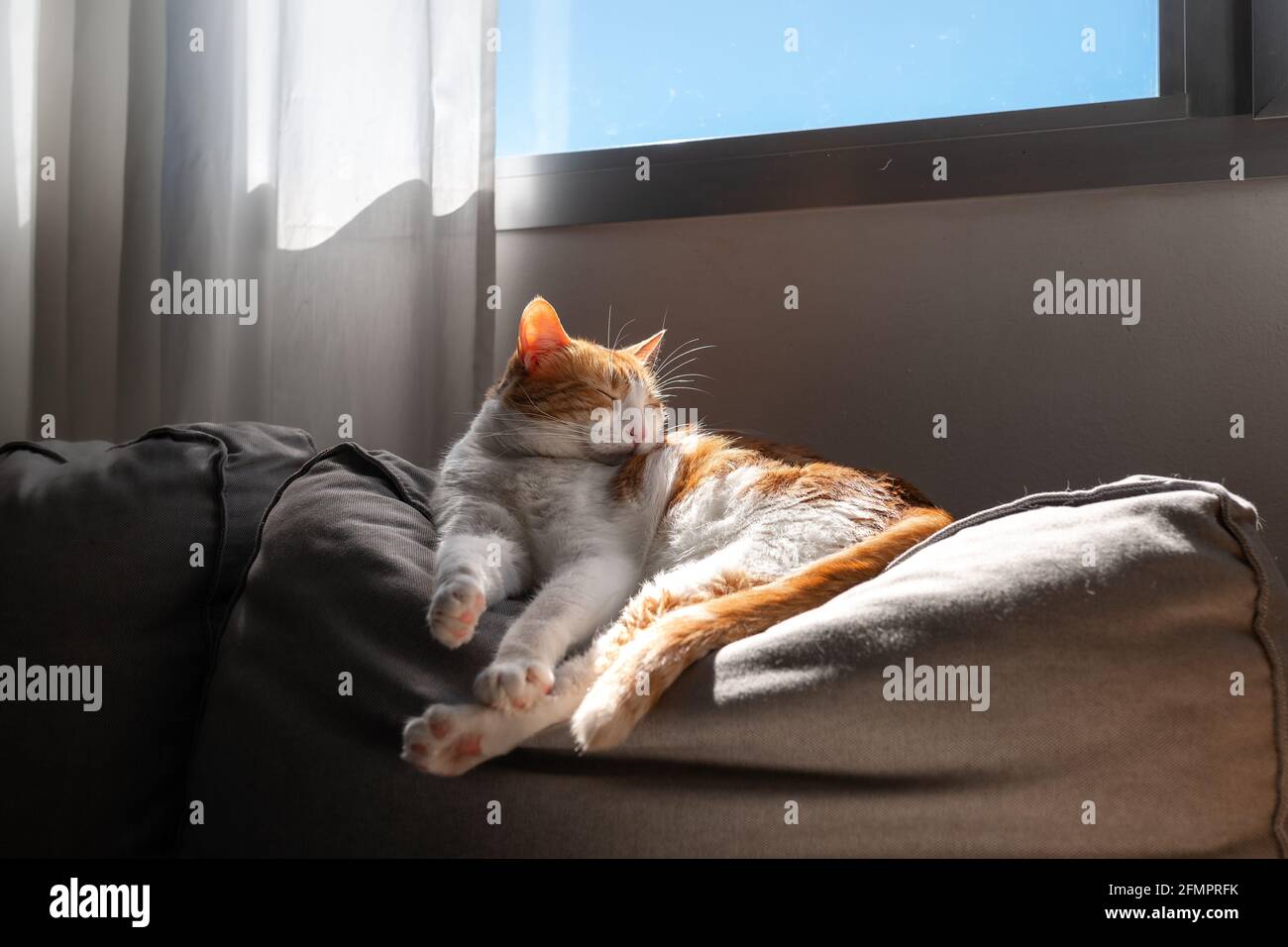 brown and white cat with yellow eyes lying on a sofa, sleeps under the ...