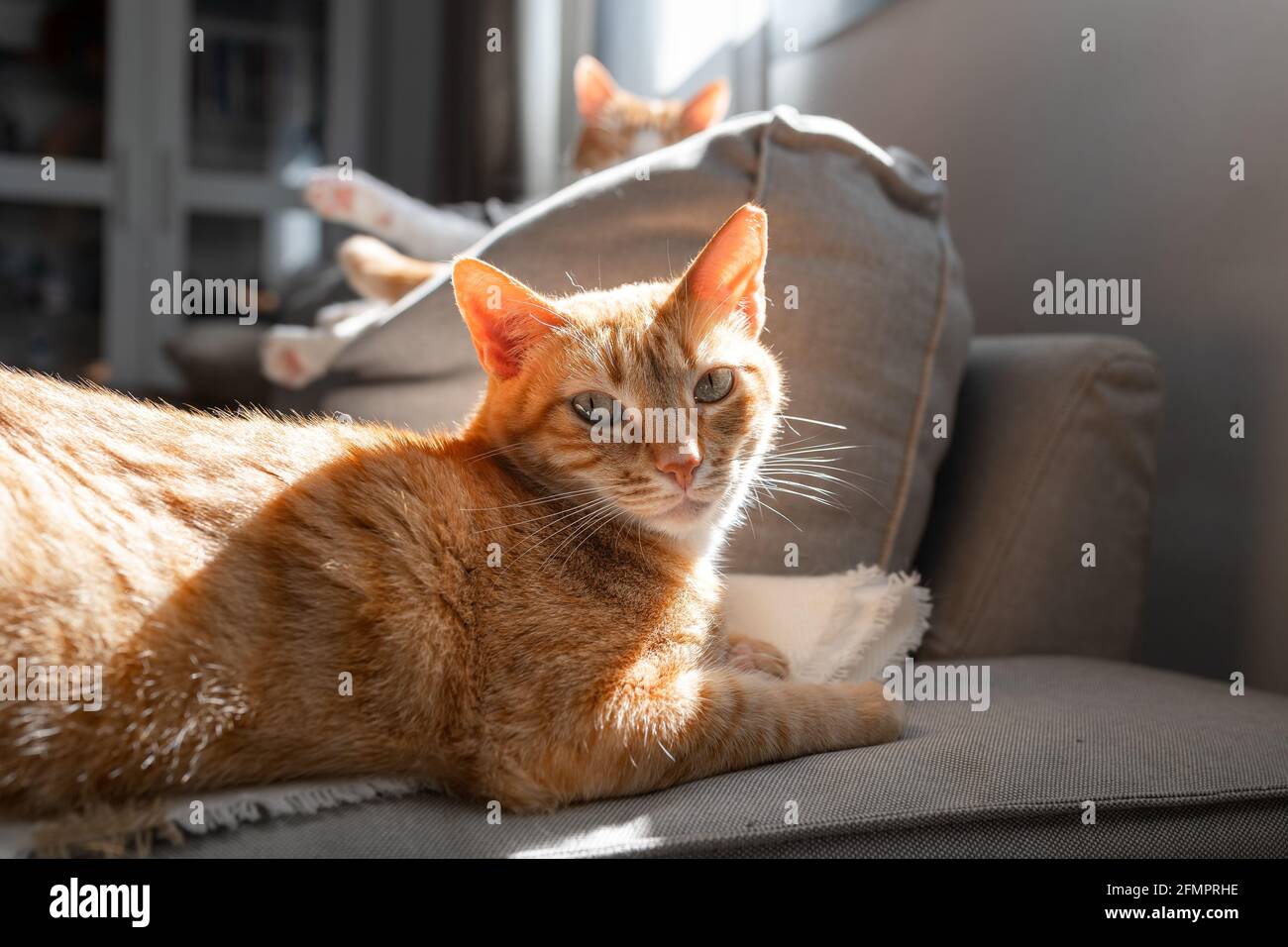 brown tabby cat with green eyes lying on a sofa under the light of the ...