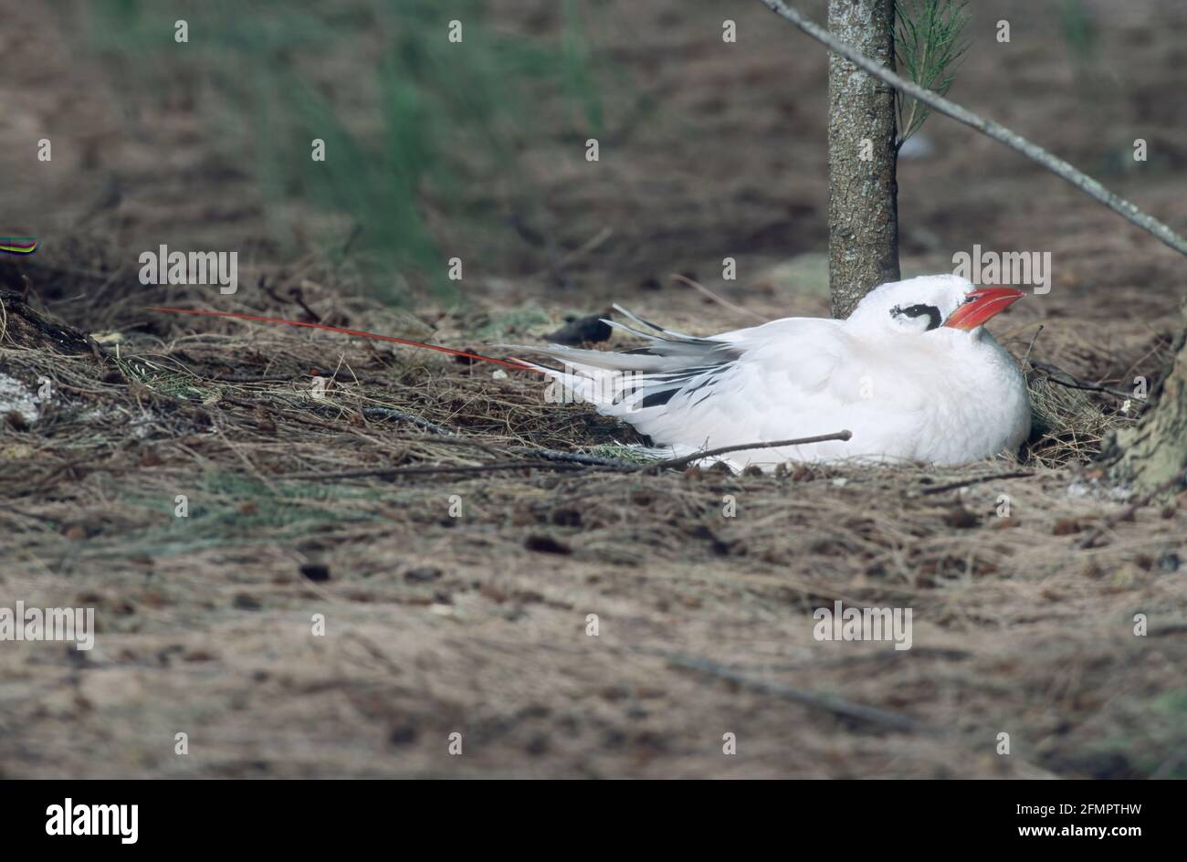 Red Tailed Tropic Bird - On Nest Phaethon rubricauda Midway Island, Pacific Ocean BI006344 Stock Photo