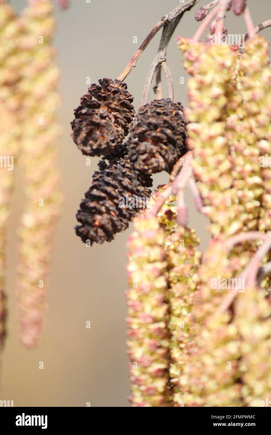European alder (Alnus glutinosa) tree, close-up of cones and catkins in early spring Stock Photo