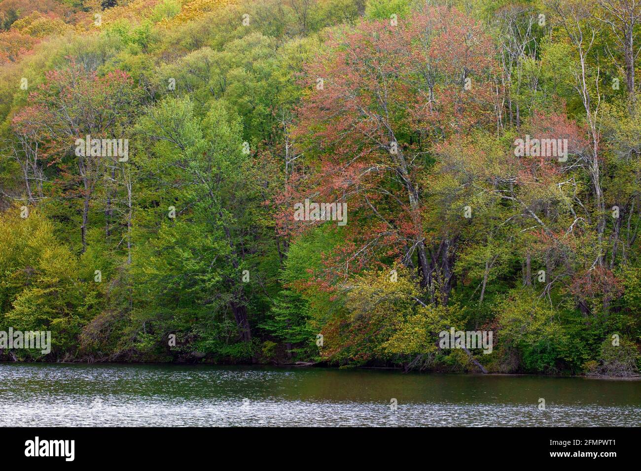 Hidden Lake and a spring forest at Delaware Water Gap National