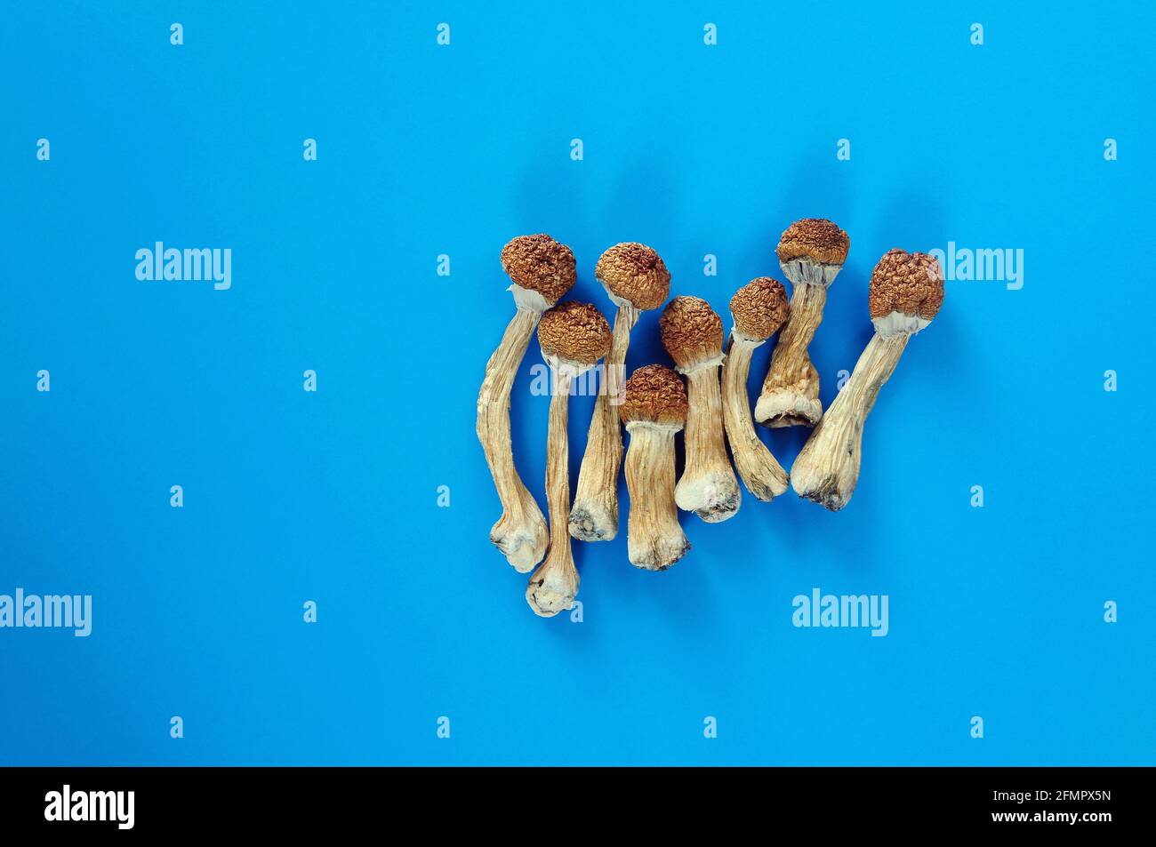 Dry psilocybin mushrooms on bright blue background. Psychedelic magic mushroom Golden Teacher. Medical usage. Microdosing concept. Stock Photo