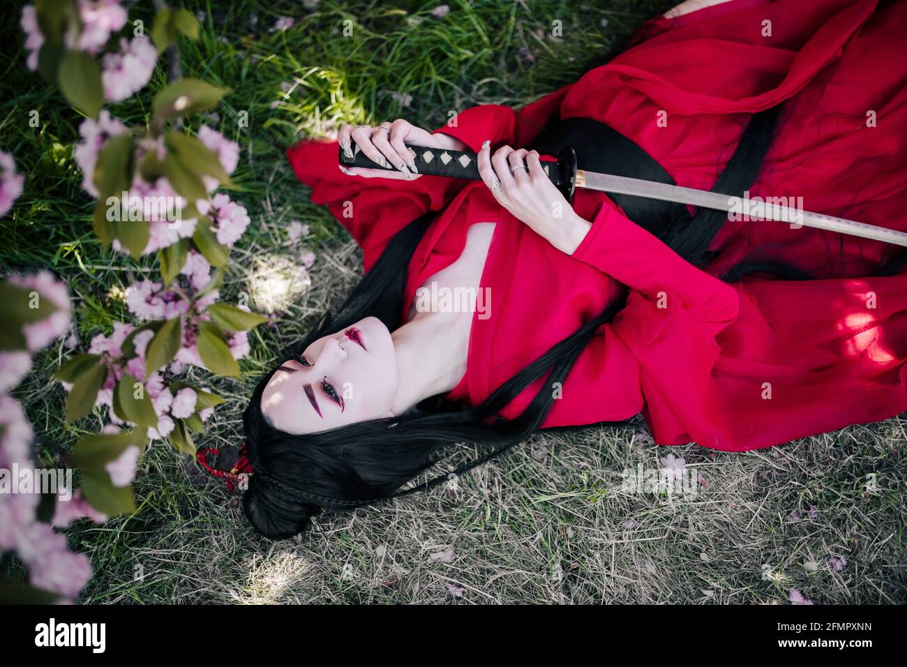 Young woman portrays geisha dressed traditional kimono with Japanese samurai sword in her hands and lies on the ground near blooming sakura trees. Stock Photo