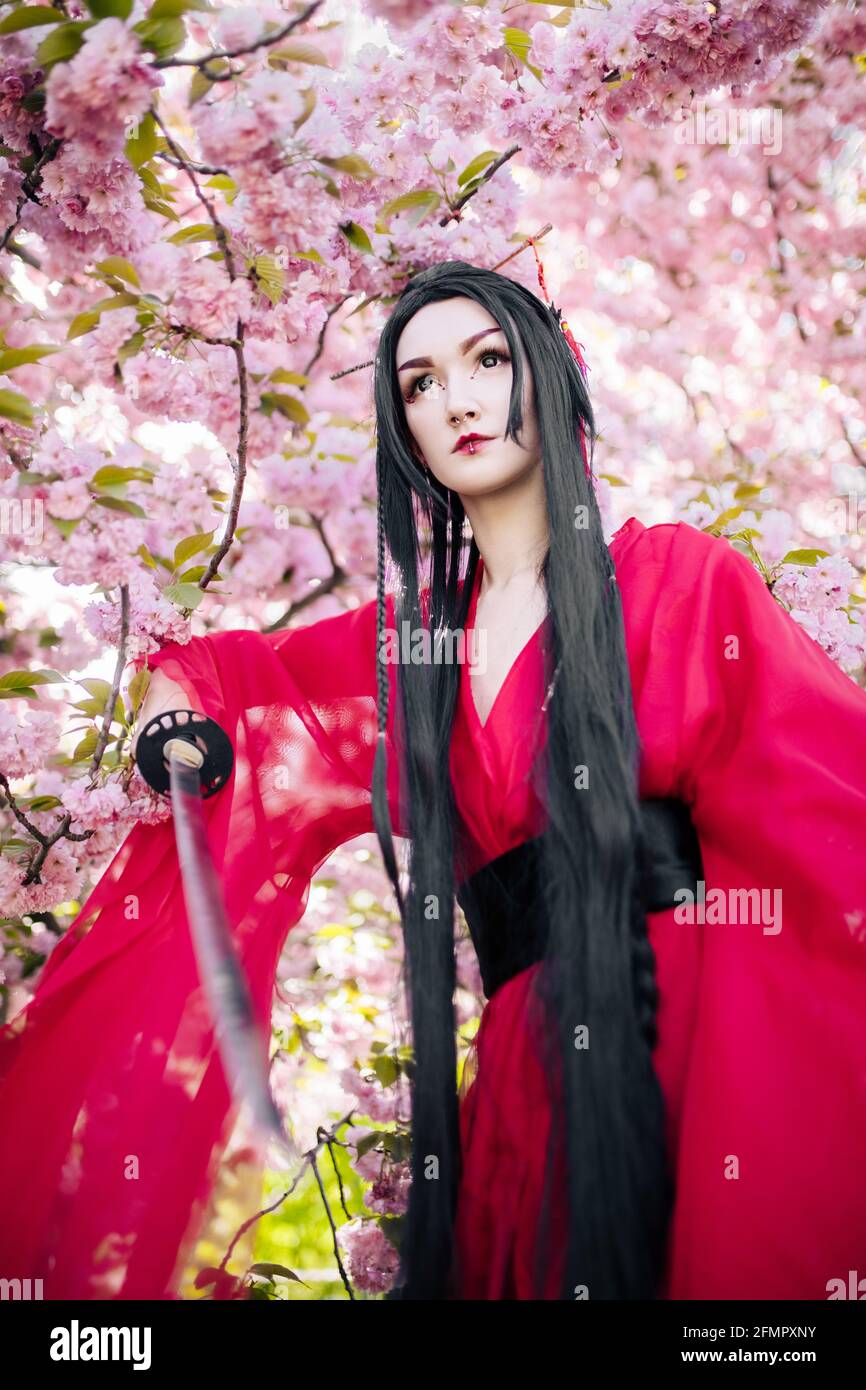 Young woman portrays geisha dressed traditional kimono with Japanese samurai sword in her hand against background of blooming sakura trees. Stock Photo