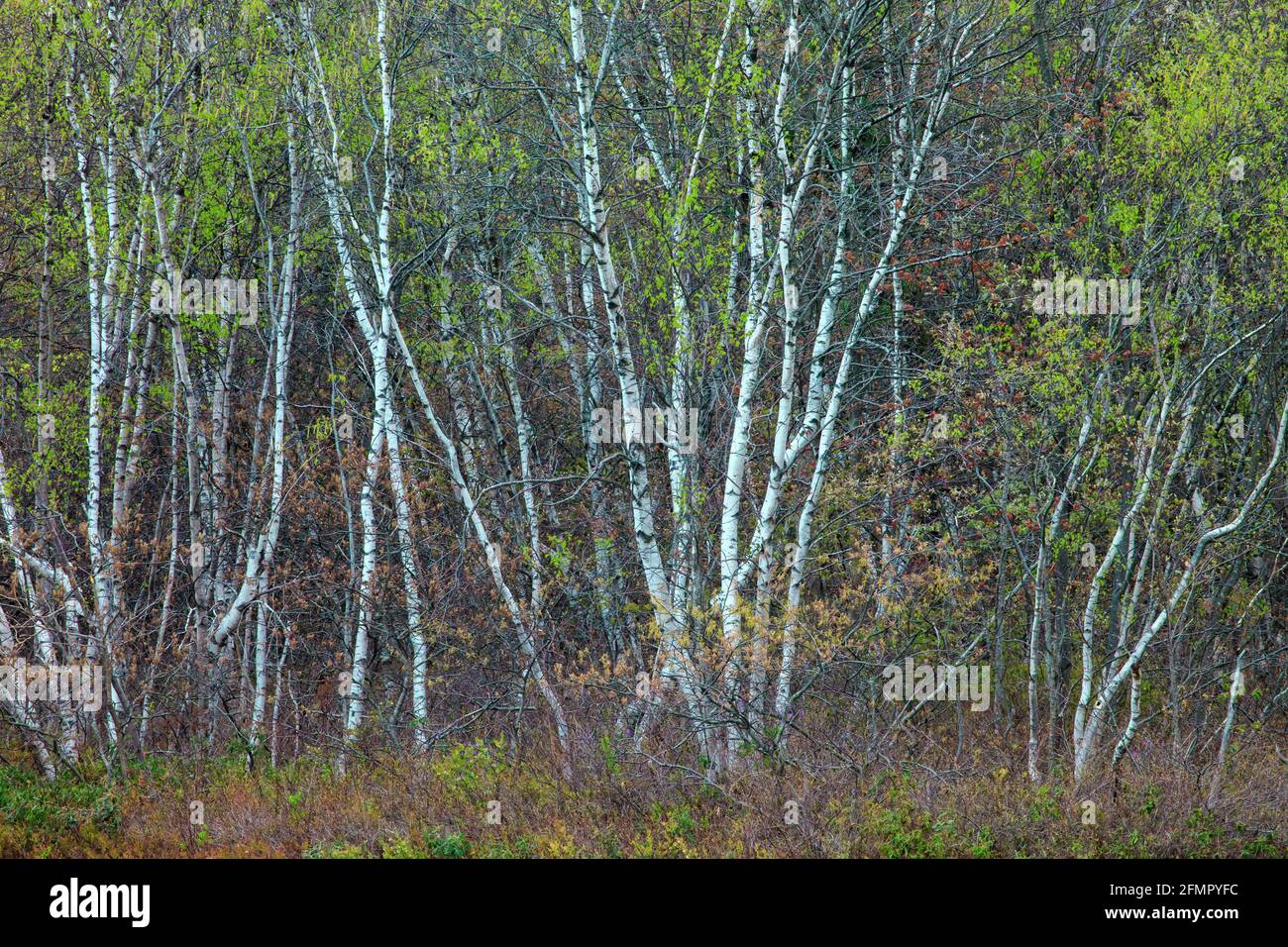 Gray Birch is a short lived pioneer tree species found on the forest edge and open areas susceeding back to forest. Stock Photo
