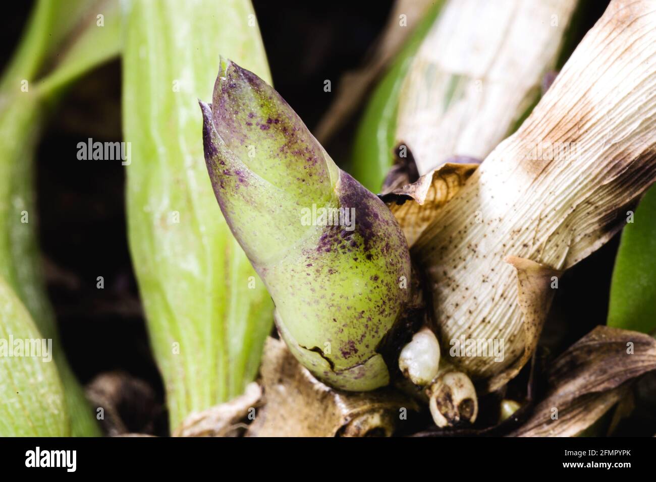 healthy bud of orchid growing in greenhouse. Anatomy of orchid, bract, leaf axils and visible pseudo bulbs Stock Photo