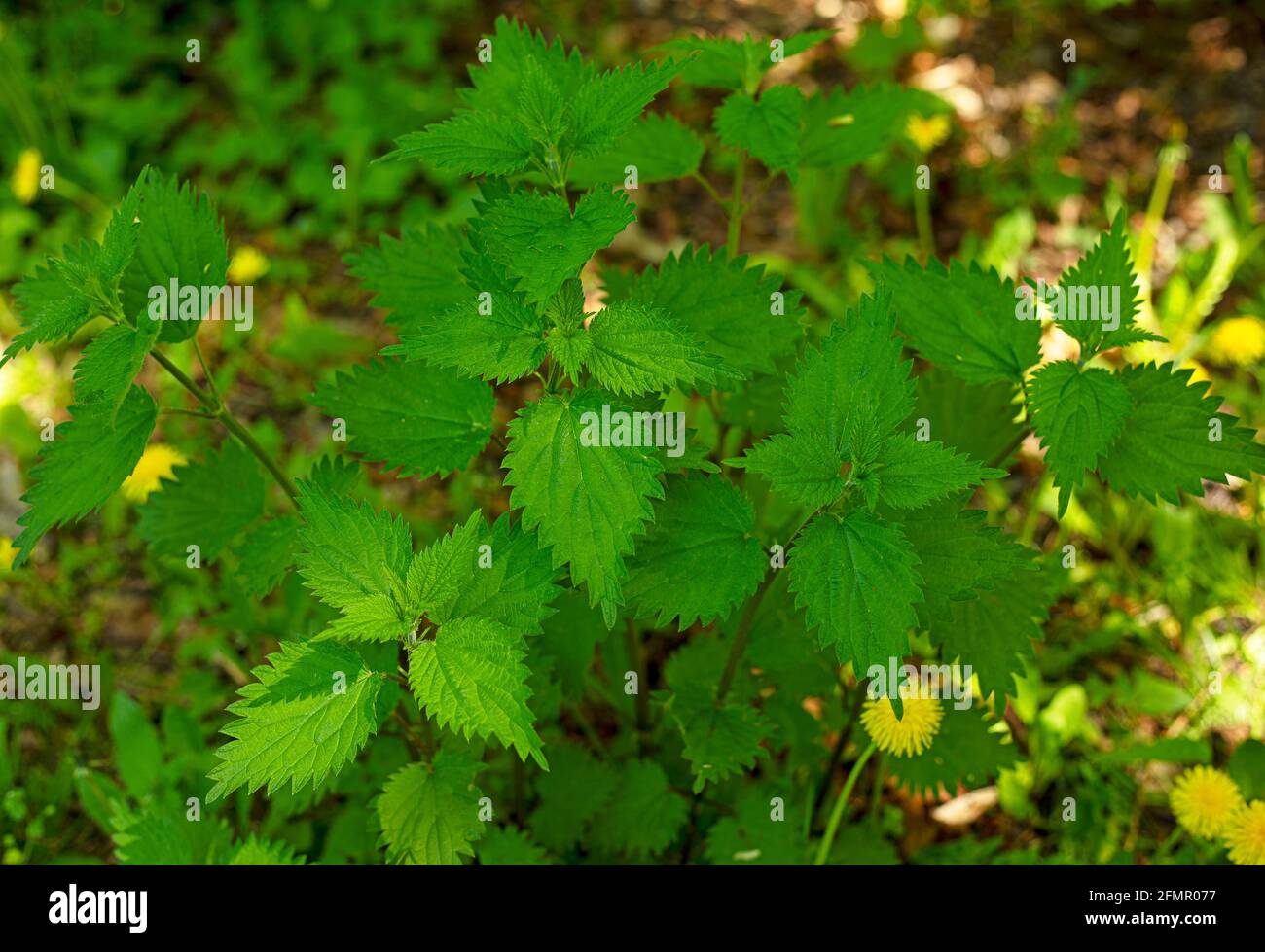 A background of bright green nettle leaves Stock Photo