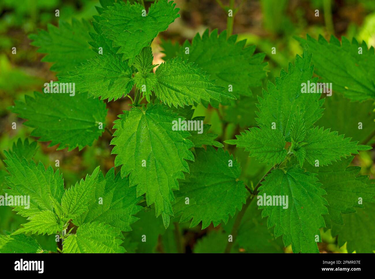 A background of bright green nettle leaves Stock Photo