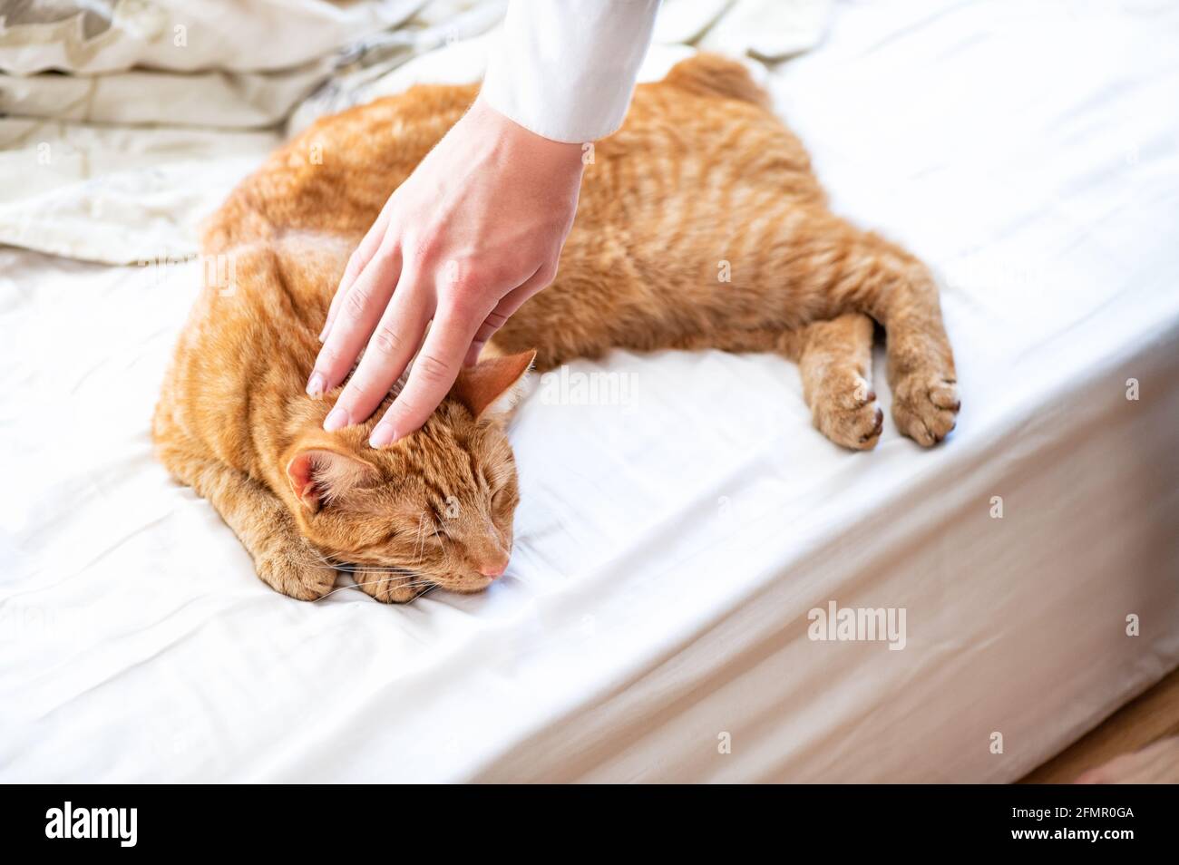 Cute ginger cat sleeps on the bed Stock Photo - Alamy