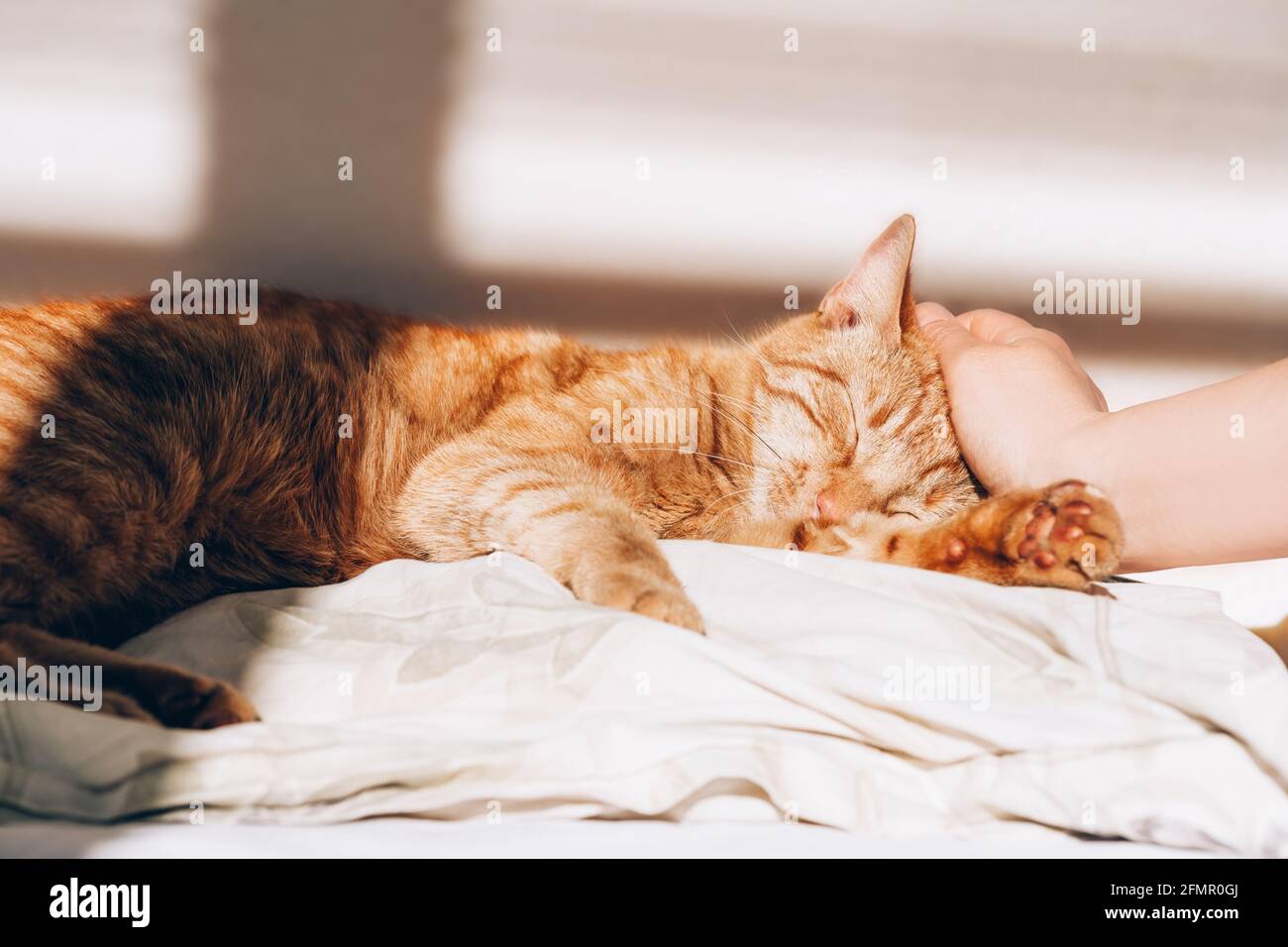 Cute ginger cat sleeps on the bed Stock Photo - Alamy