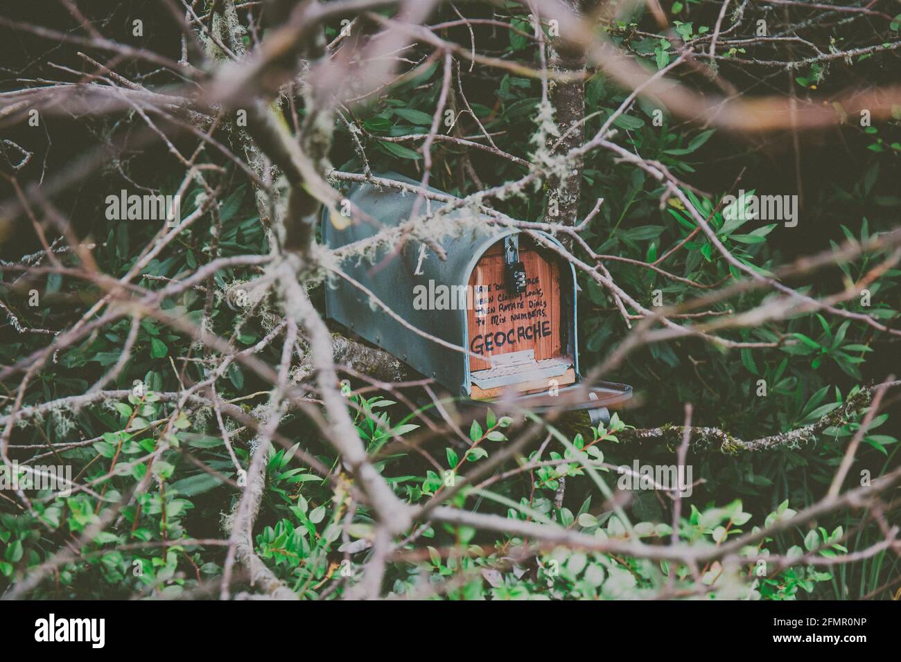 Mailbox Geocache Hidden in Trees Stock Photo