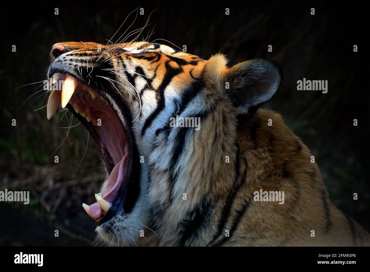 Usti nad Labem, Czech Republic. 11th May, 2021. Three years old Malayan  tiger called Bulan yawns inside its enclosure at the Usti nad Labem Zoo in  the Czech Republic. Male Bulan born