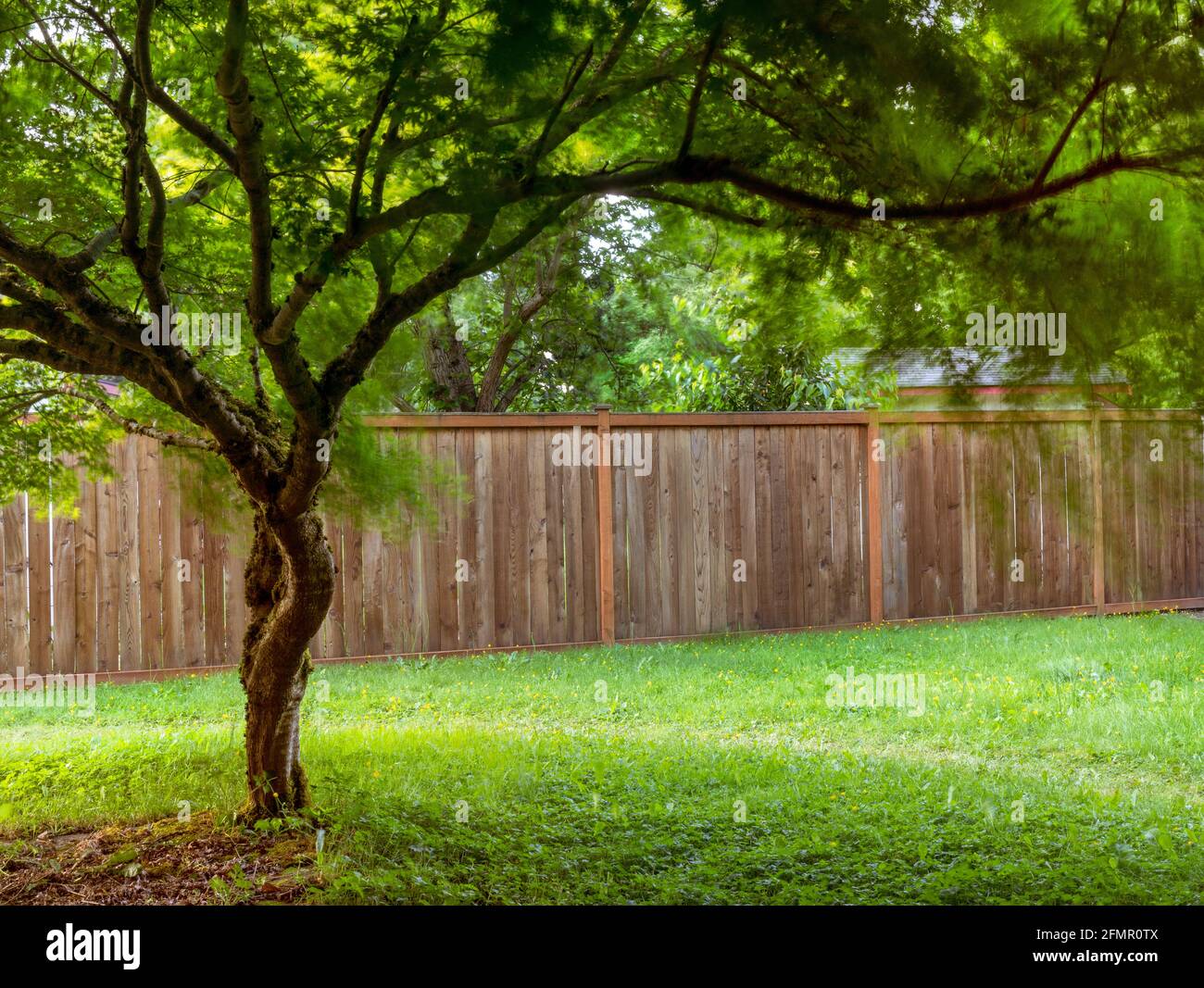 Japanese Maple Tree with Green Leaves Blowing in the Wind Stock Photo Alamy