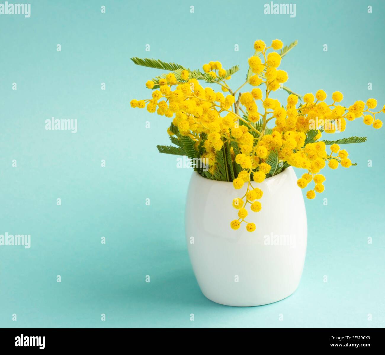 white vase with mimosa on a blue background Stock Photo