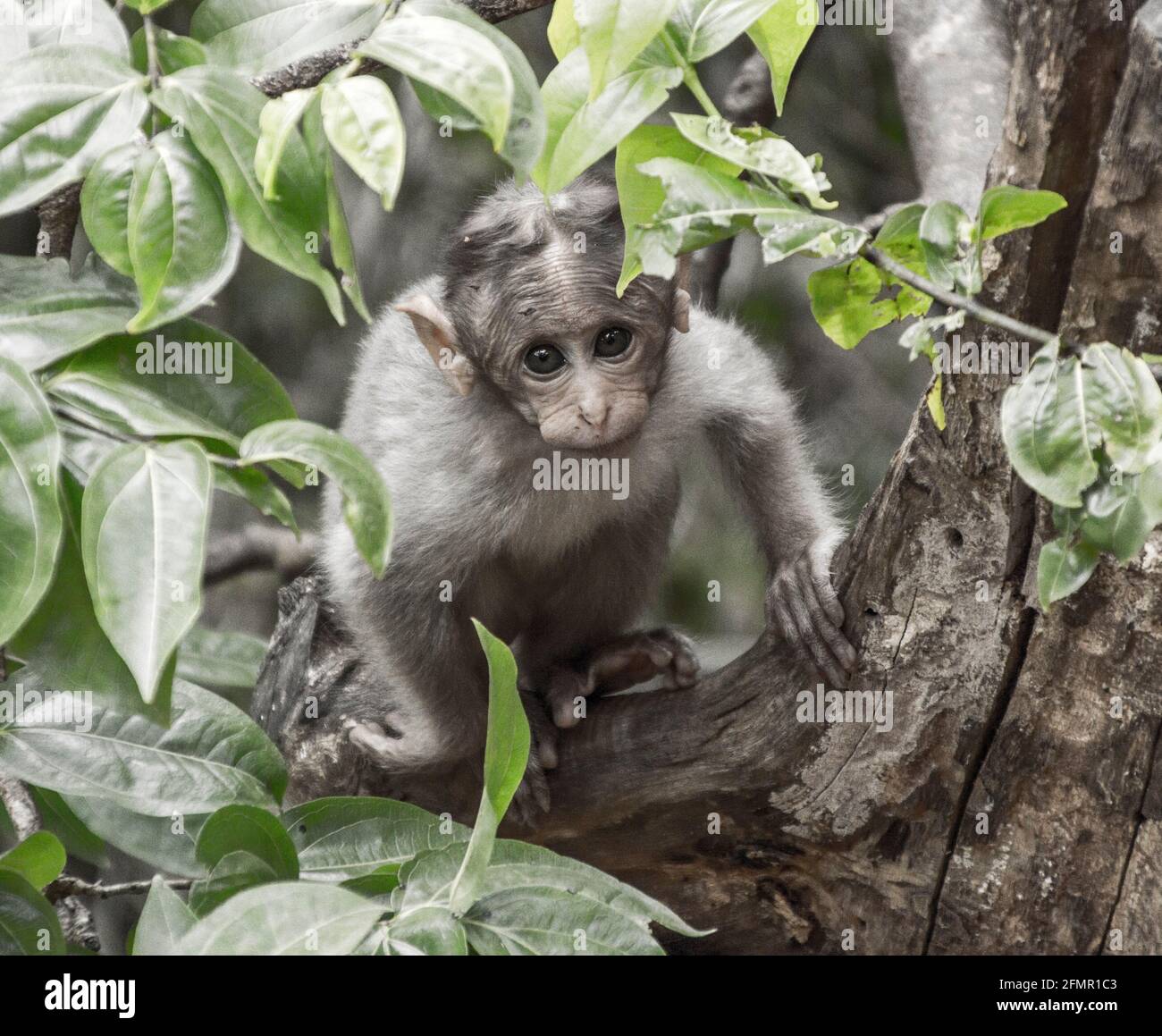 Baby Monkey looking top Stock Photo