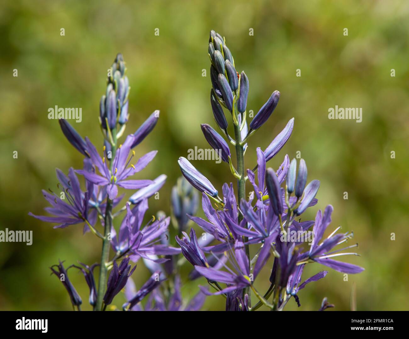 Camassia leichtlinii, suksdorfii, blue flowering tuber with vivid dark spikes of flowers. Stock Photo