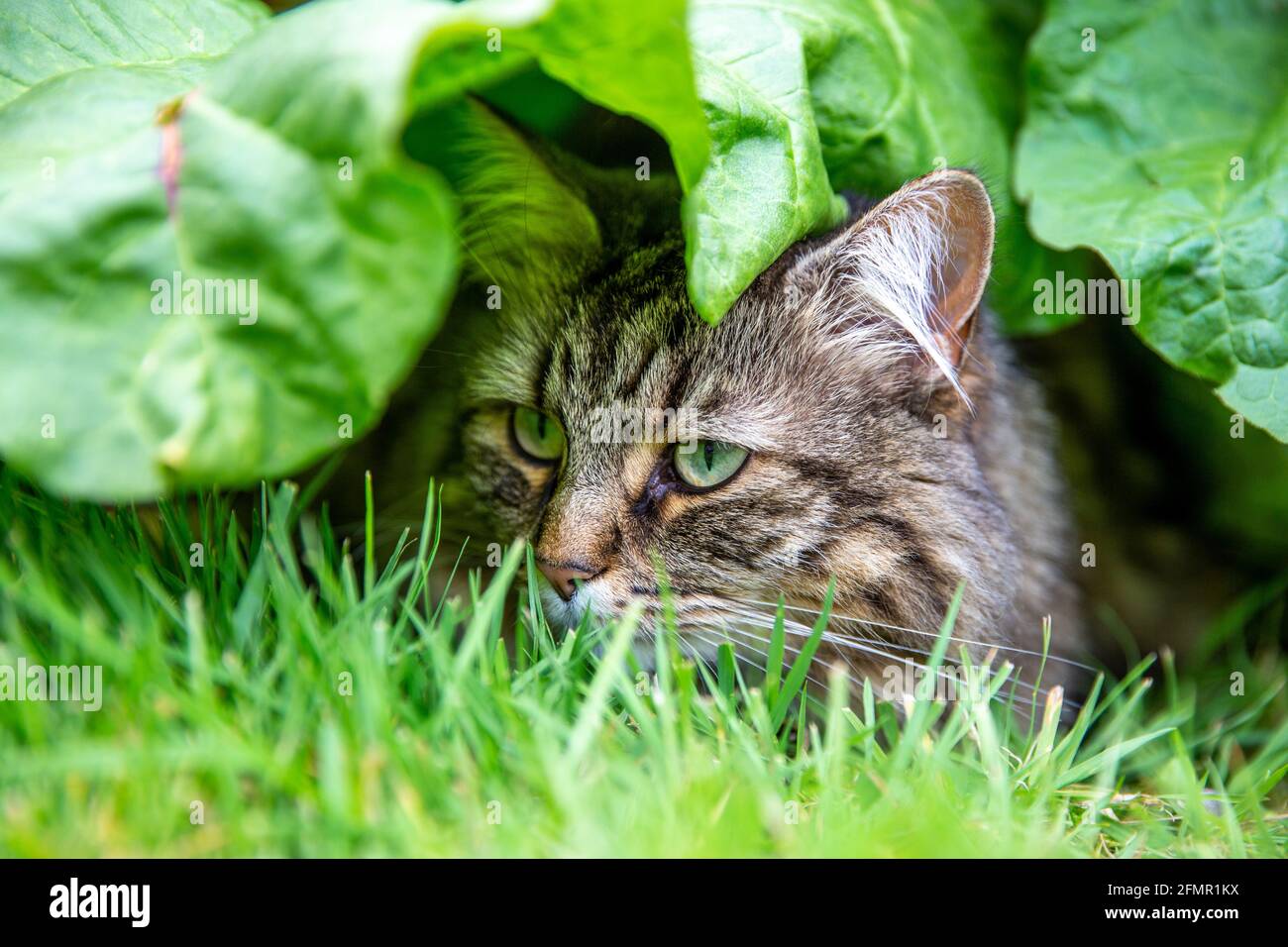 Cat Hiding Under Rhubarb Plant Stock Photo