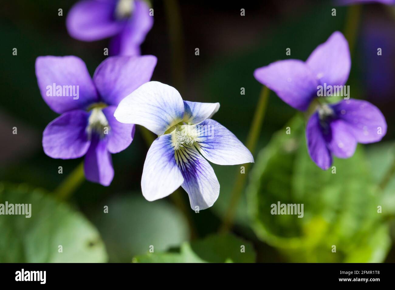 Common blue violet flowers (Viola sororia) Virginia USA Stock Photo