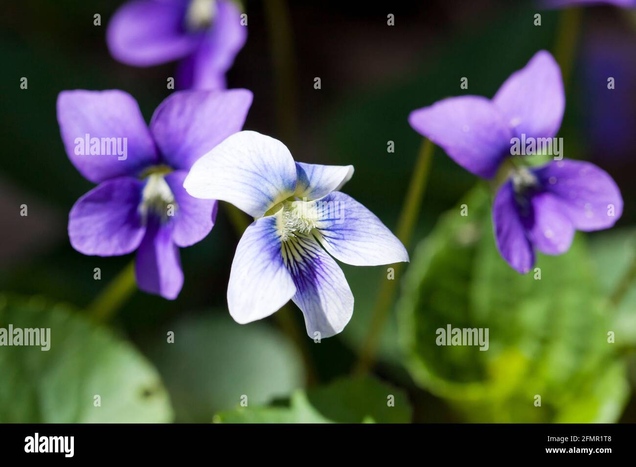 Common blue violet flowers (Viola sororia) - Virginia USA Stock Photo