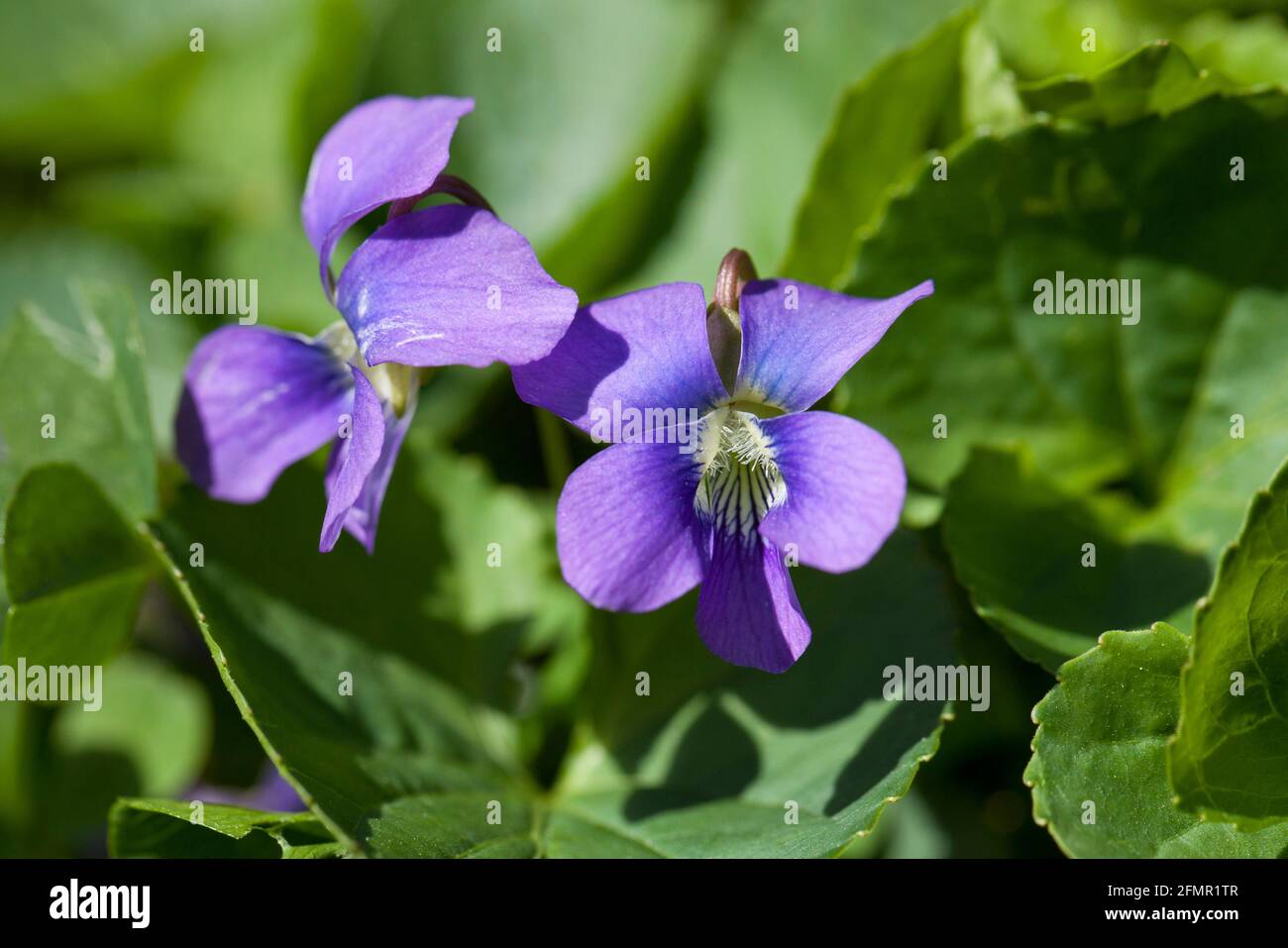 Common blue violet flowers (Viola sororia) - Virginia USA Stock Photo