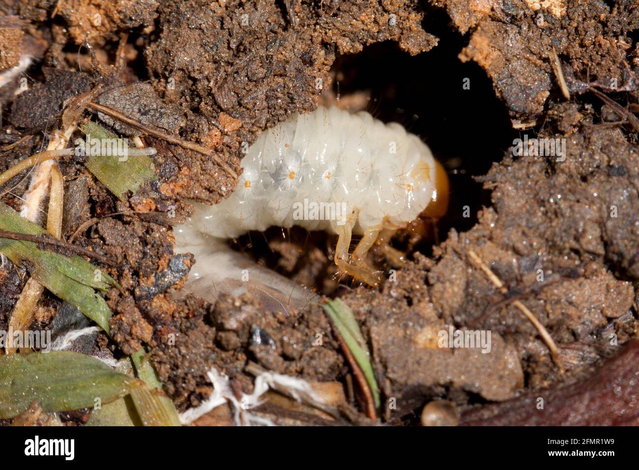 Brood X cicada (Magicicada) larva, April 2021 - Virginia USA Stock Photo