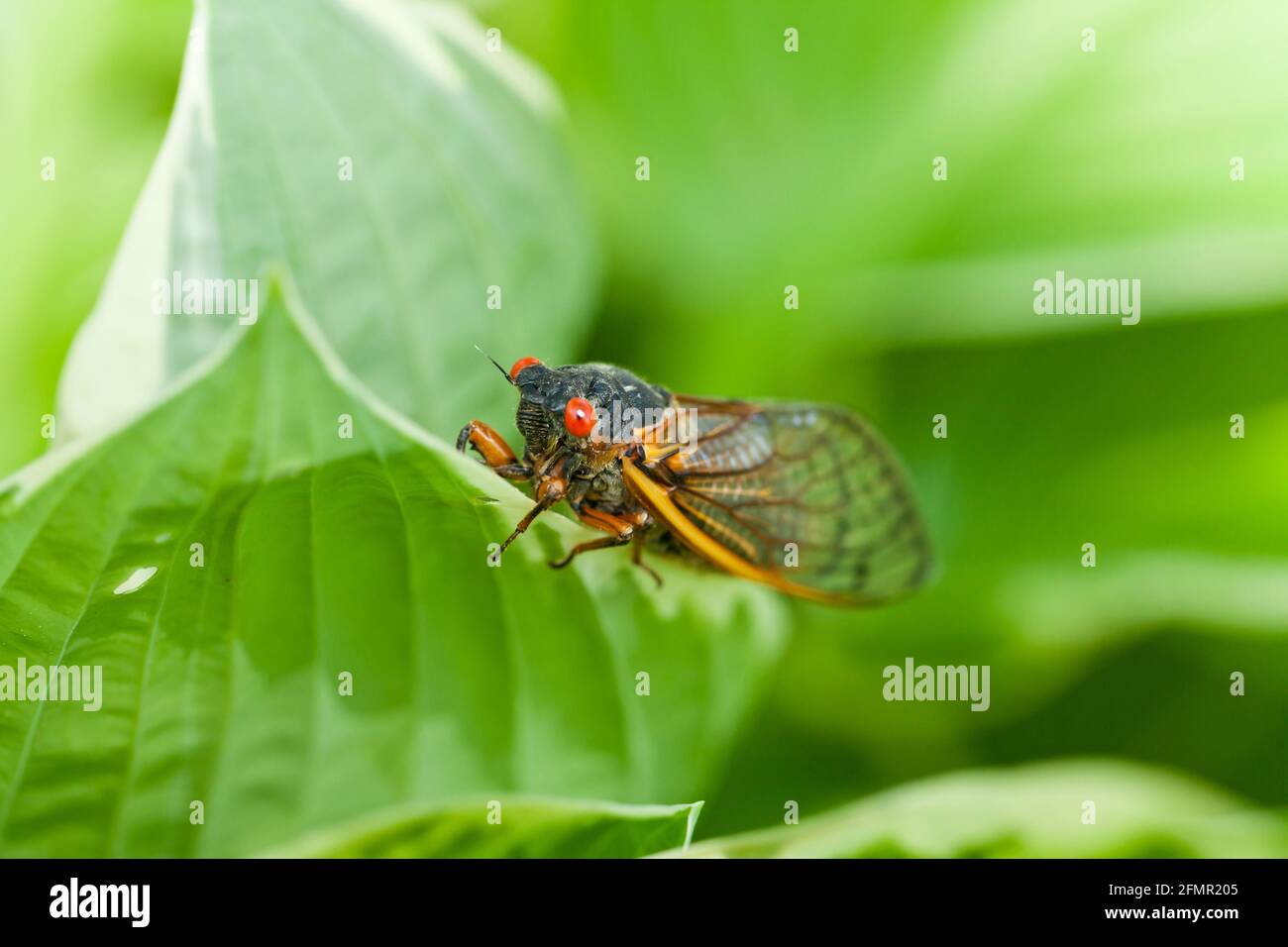 Brood X cicada, May 2021 - Virginia USA Stock Photo