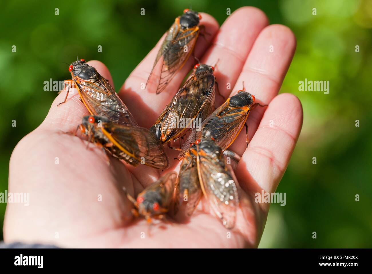 Man holding Brood X cicadas, May 2021 - Virginia USA Stock Photo