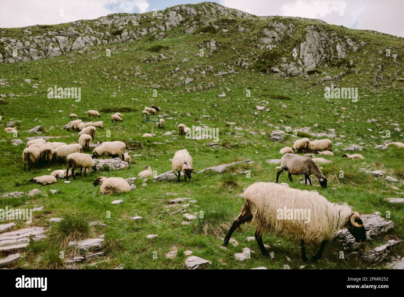 A herd of sheep grazing on a lush green field Stock Photo - Alamy