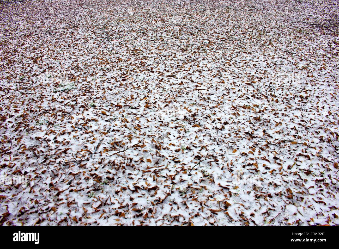 The fallen leaves are covered with the first snow Stock Photo - Alamy