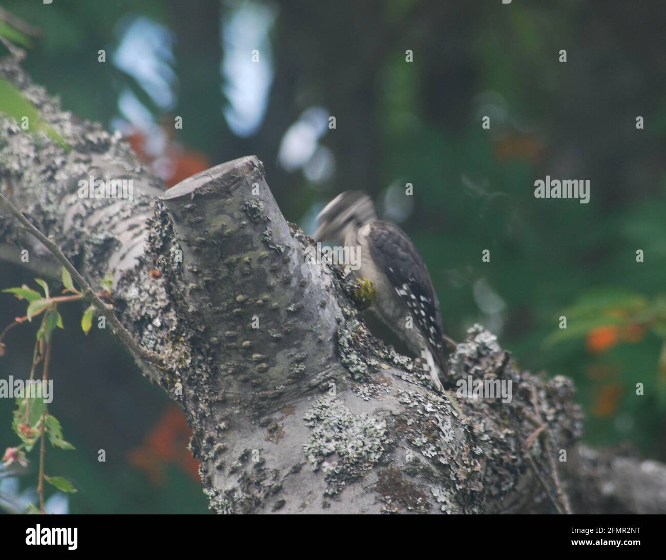 Woodpecker pecking house hi-res stock photography and images - Alamy