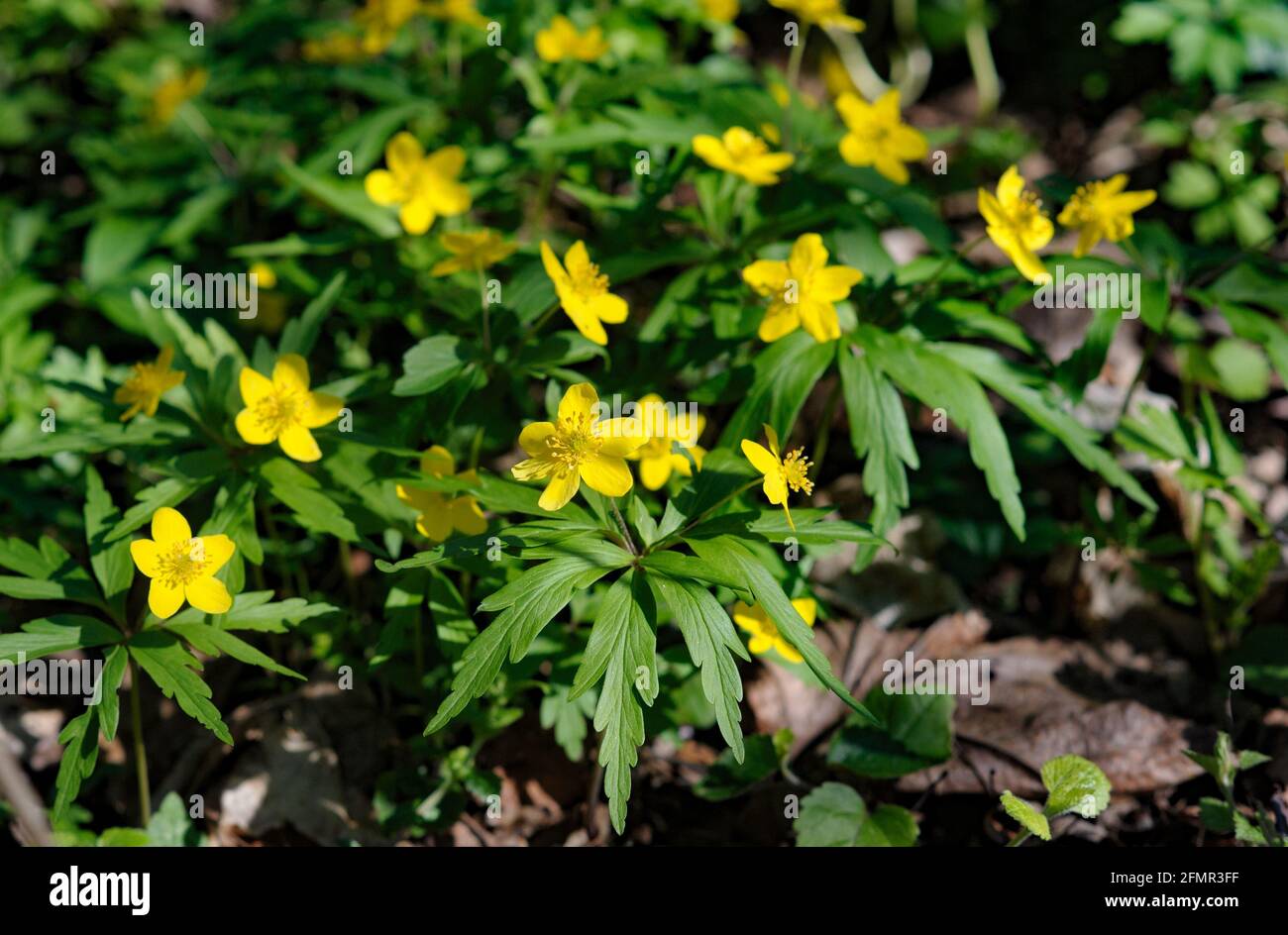 Yellow anemone (or Anemonoides ranunculoides) flowers in a spring time in the wood Stock Photo