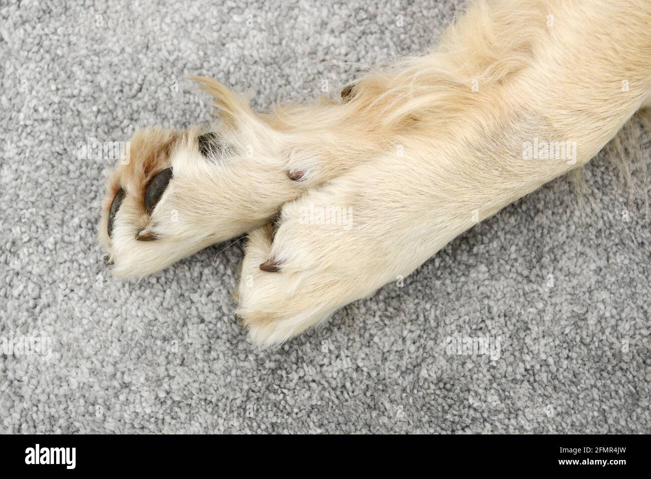 dog paws from golden retriever lying on on carpet in the house Stock Photo
