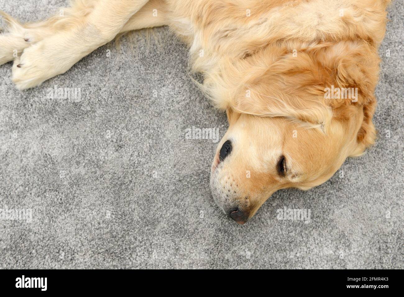dog golden retriever lying and sleep Stock Photo