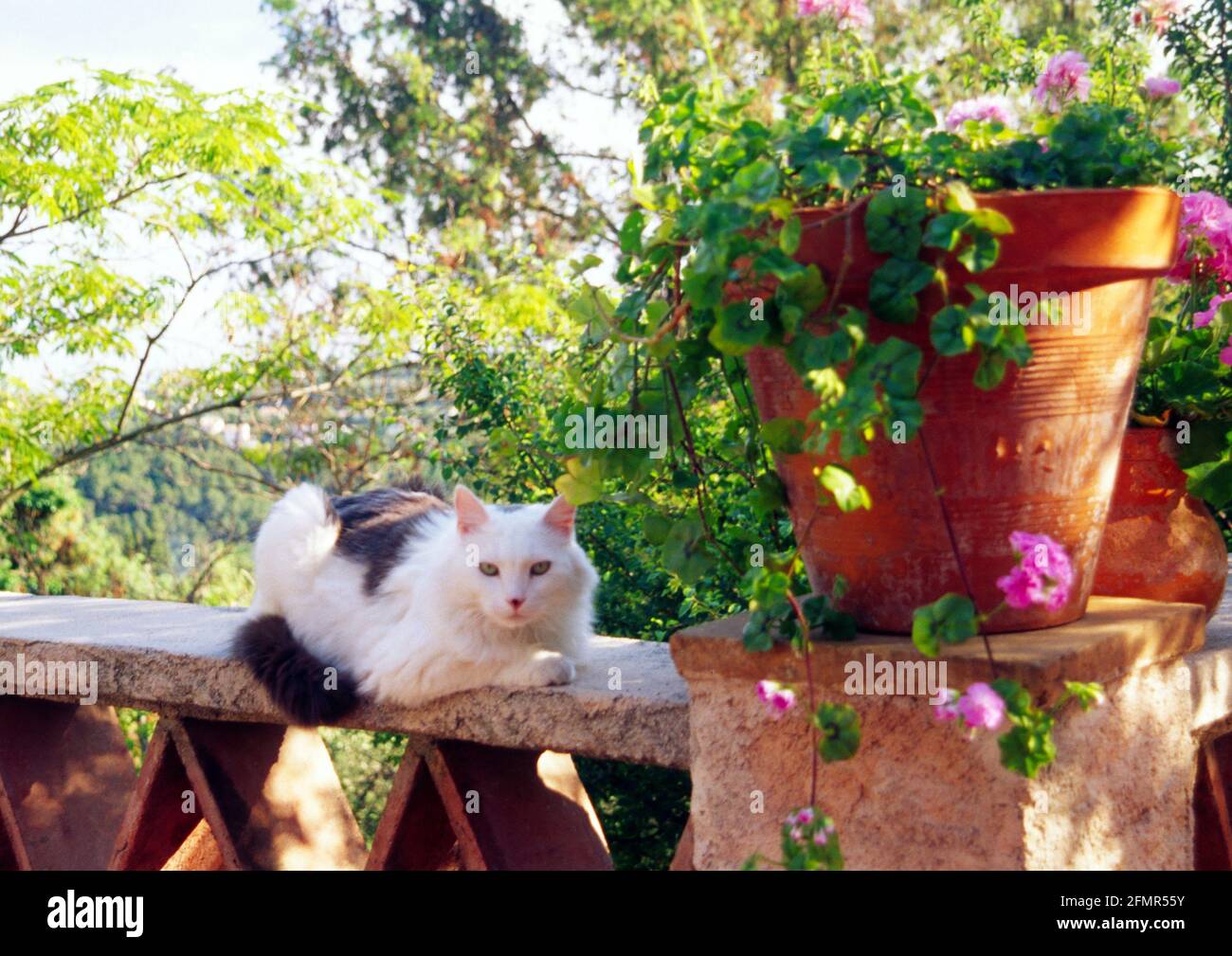 Cat Nono on the terrace in Falicon Stock Photo