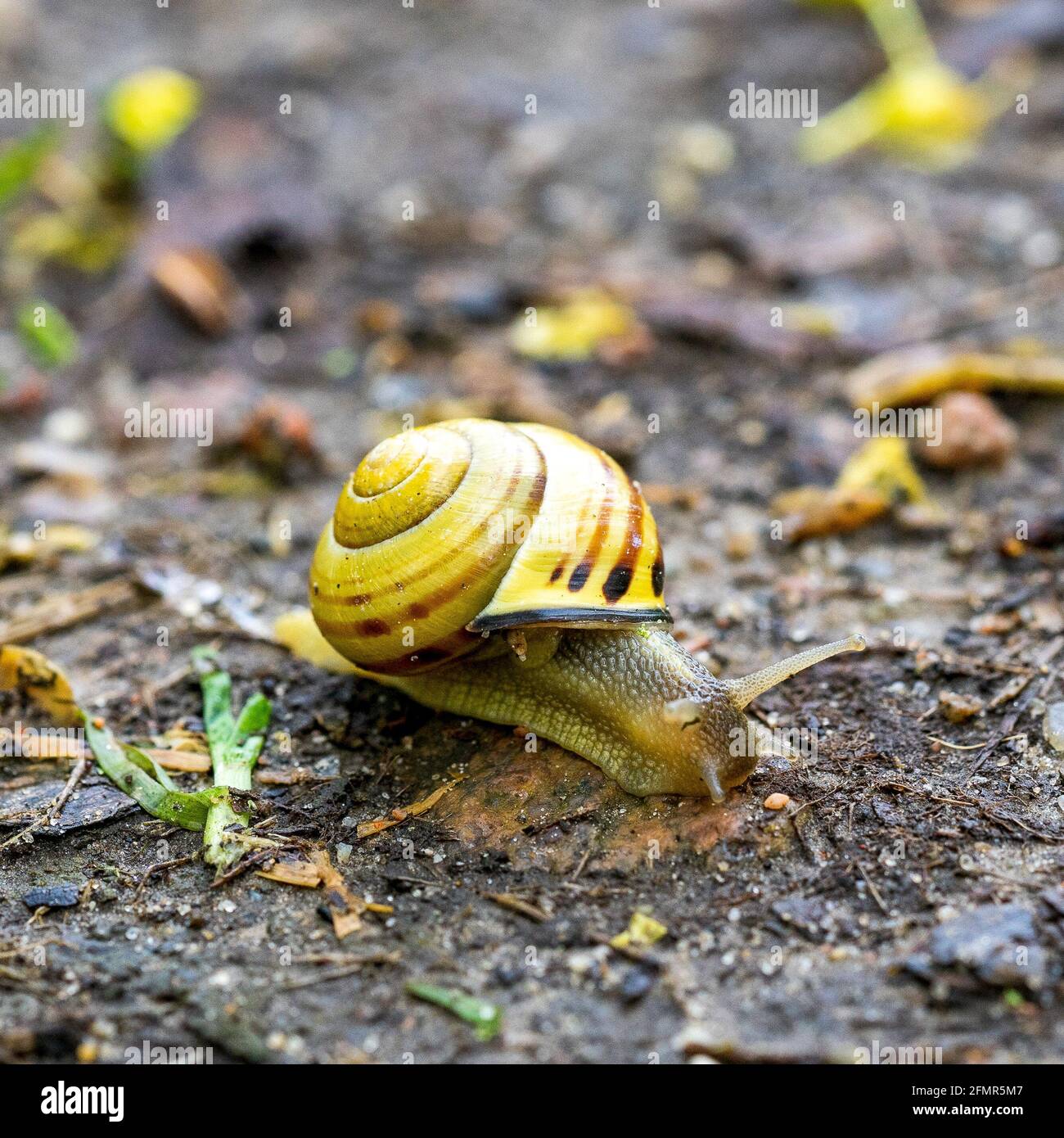 Bunte Schnecke auf Waldboden Stock Photo