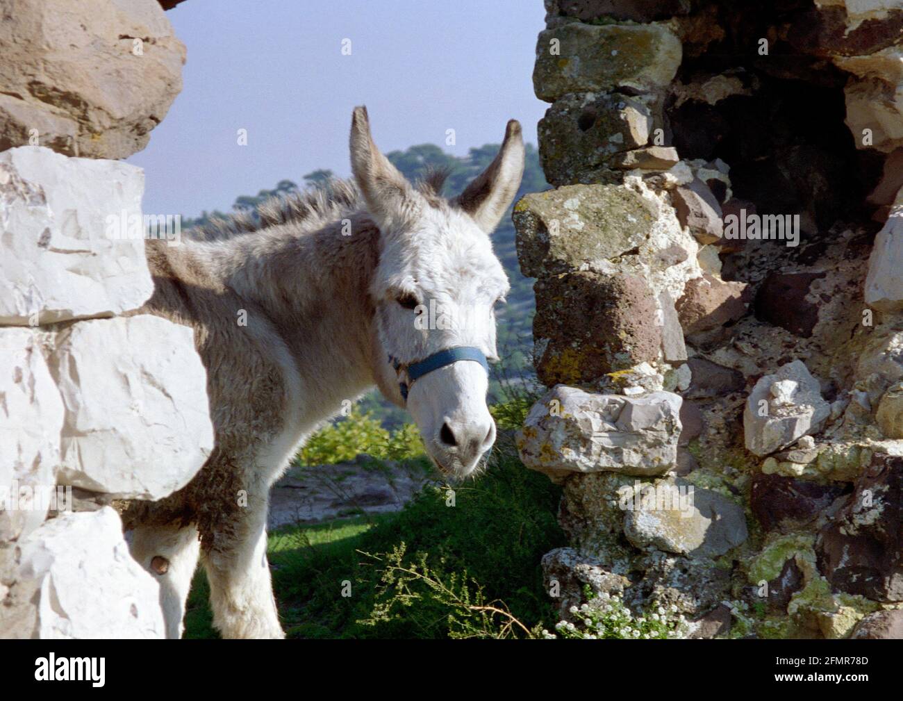 The donkey Clafoutis from Evenos village who shot in the film "Jean de  Florette" after Marcel Pagnol writer from Provence Stock Photo - Alamy