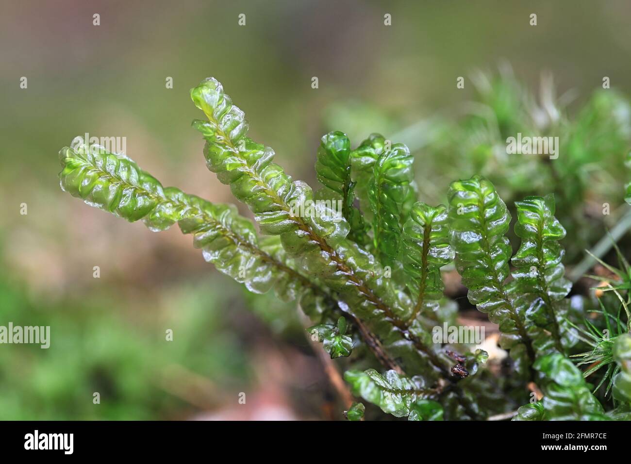 Plagiochila asplenioides, known as  Greater Featherwort moss Stock Photo