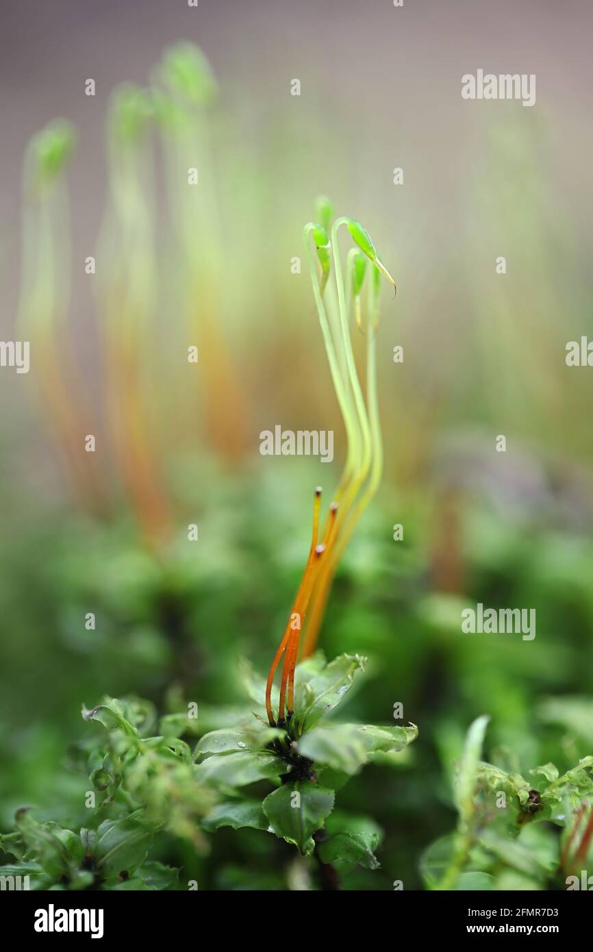 Plagiomnium medium, commonly known as Alpine thyme-moss or intermediate plagiomnium moss Stock Photo