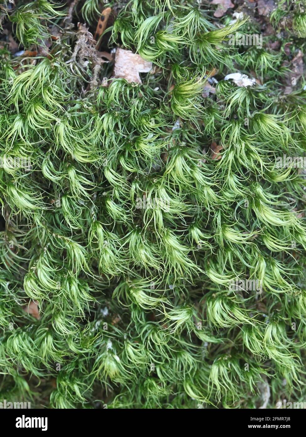 Paraleucobryum longifolium, known as long-leaved fork-moss Stock Photo