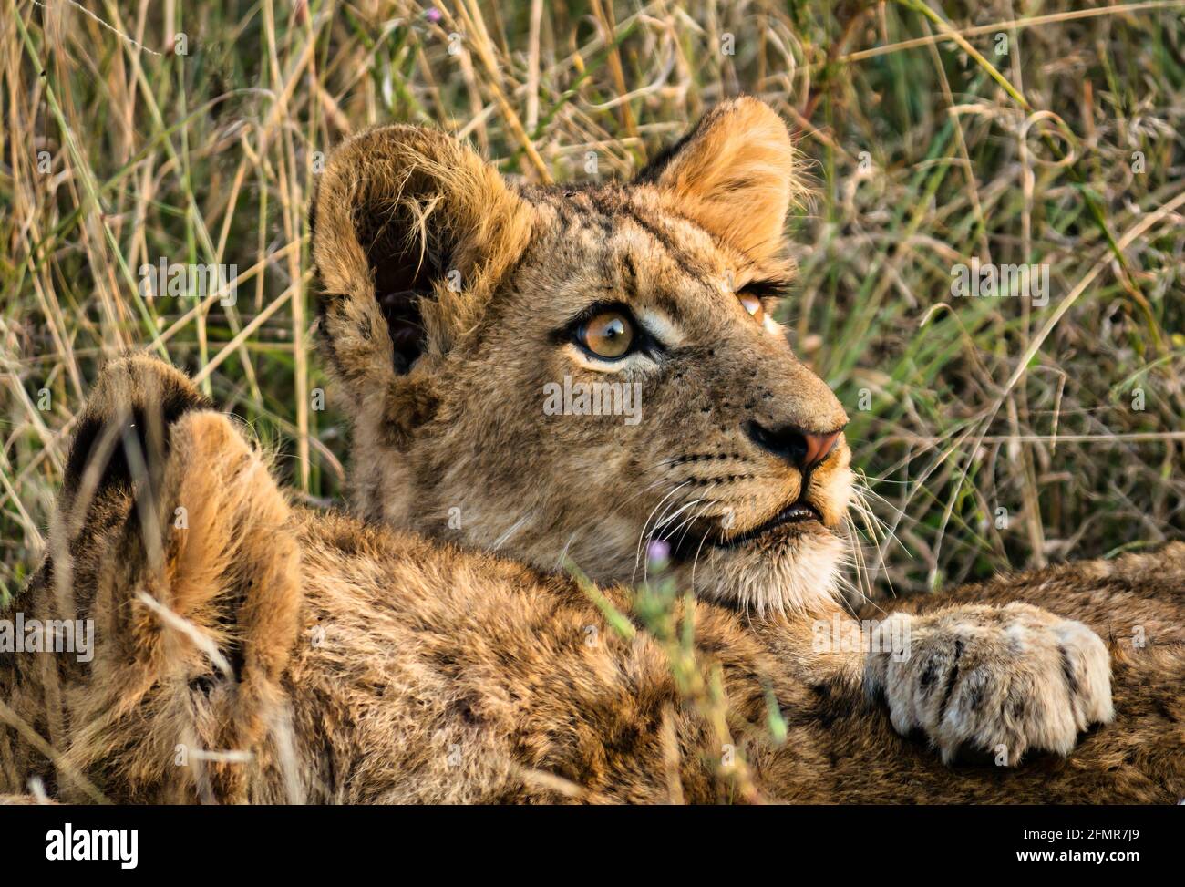 Close up of lion cub, Panthera leo, game reserve, Greater Kruger National Park, South Africa Stock Photo
