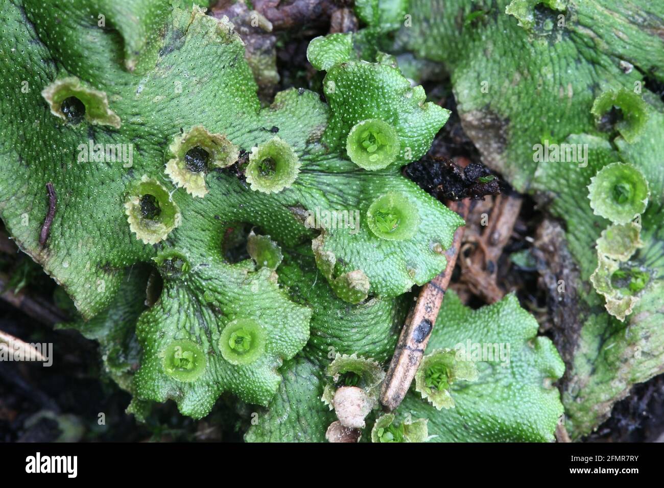 Marchantia polymorpha ssp ruderalis, known as the common liverwort or umbrella liverwort, growing on a forest fire area in Finland Stock Photo